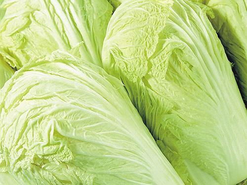 大白菜